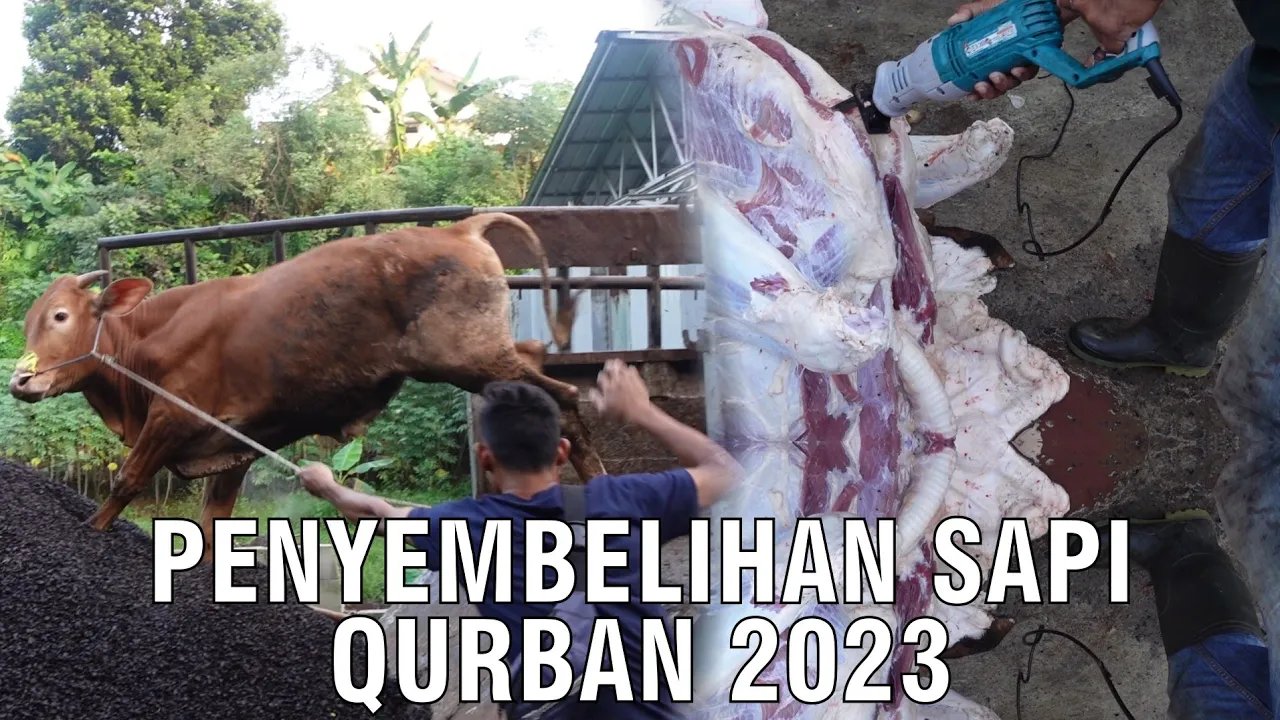 
                                 Penyembelihan-Sapi-Qurban-2023